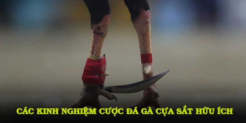 Các kinh nghiệm cược đá gà cựa sắt hữu ích