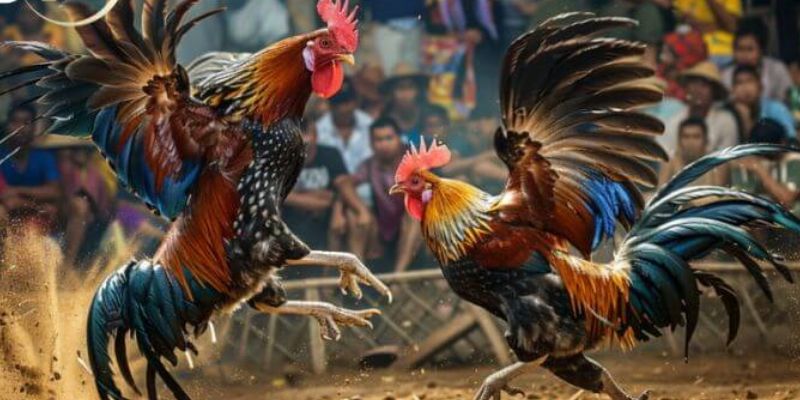 Các lỗi cần tránh khi chăm sóc chiến kê