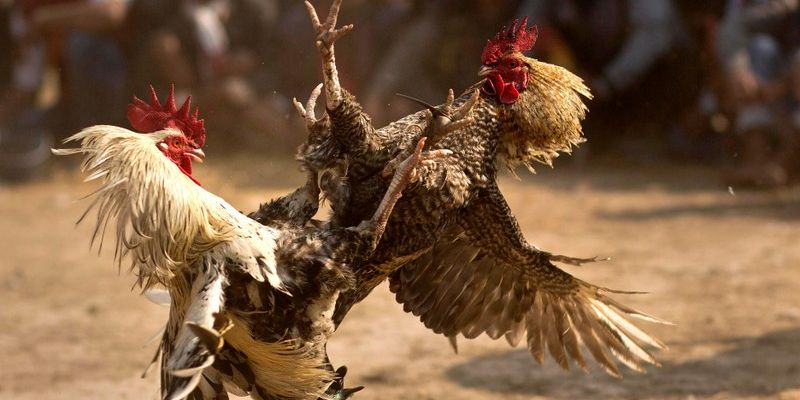 Cách nuôi Gà Đá Bo Lớn - Bí Kíp Tạo Chiến Kê Vô Địch Đấu Trường
