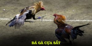 Tìm Hiểu Tổng Quan Về Đá Gà Cựa Sắt Và Các Hình Thức Cá Cược
