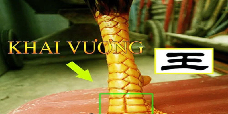 Đặc điểm riêng biệt của vảy khai vương