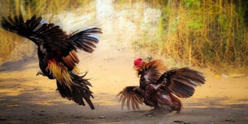 Rèn luyện thể lực luôn là nhân tố cần thiết