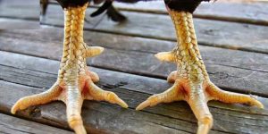 Xem Vảy Gà Đá - Bí Kíp Chọn Chiến Kê Bất Bại Cho Người Mới